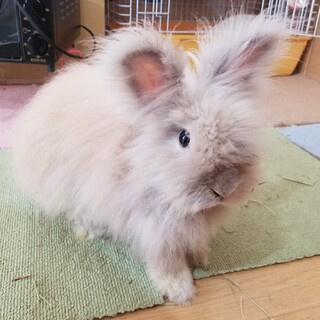  【里親決定】ライオンラビットのプリン