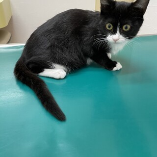 この目で見られたら仕事はお休み❗️おねだり猫ルナ