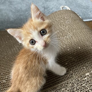 成田山で保護　馴れ馴れ成くん　1ヶ月半