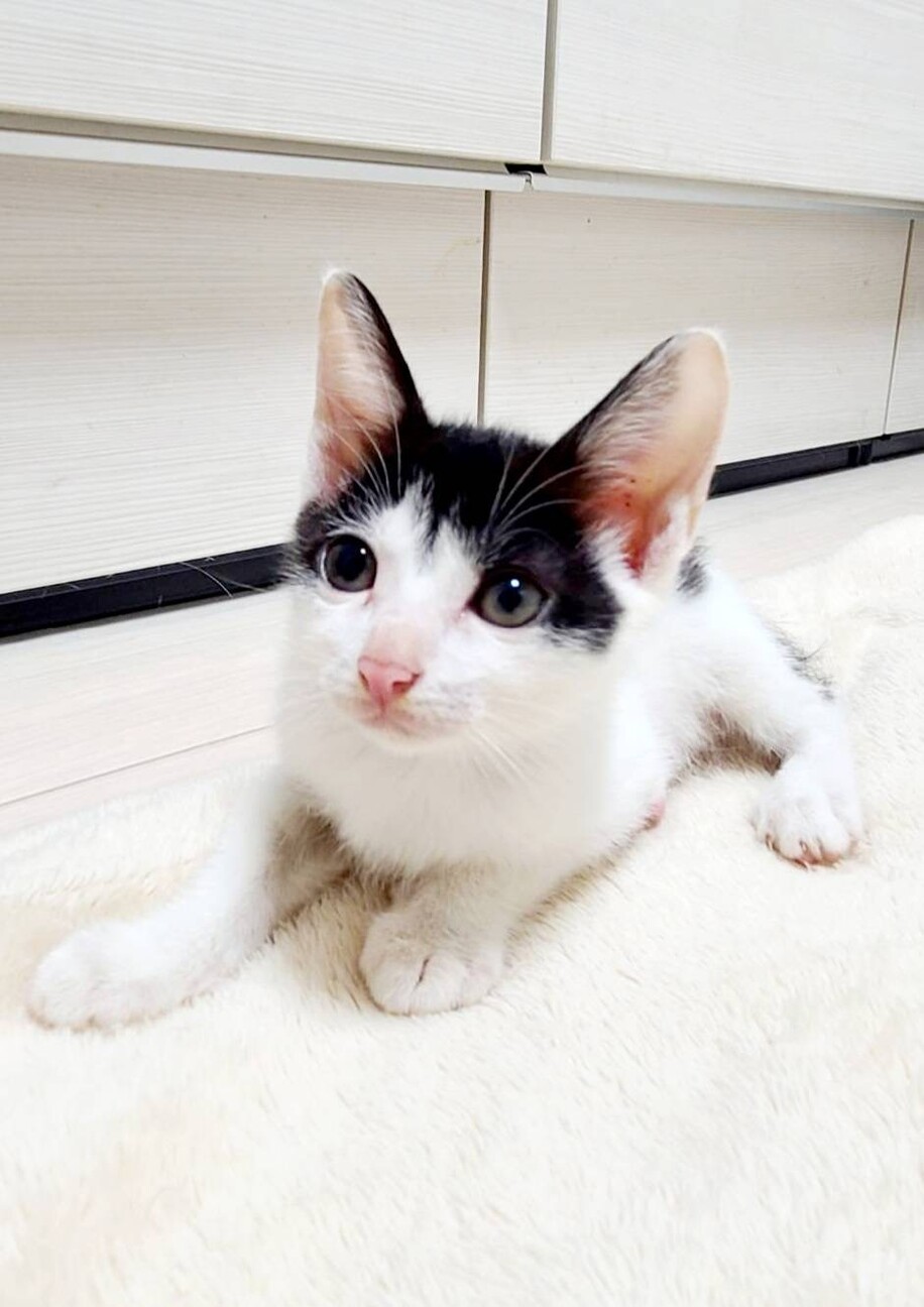 不揃い前髪かもめ 1000g 神奈川県 猫の里親募集 3915 ペットのおうち 月間利用者150万人