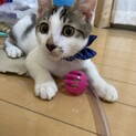 【里親様決定！】もーちゃん(仮) 