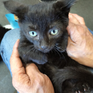 子猫の里親募集します。黒１