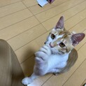 まろ(仮) やんちゃで甘えん坊！肩に乗る！