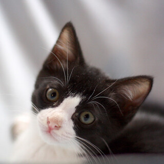 ドゴ アルヘン を含む犬の里親募集情報 ペットのおうち 月間利用者150万人