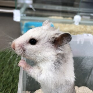 ゴールデンハムスター　グレーホワイト女の子　6か月