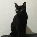 【譲渡決定】好奇心旺盛で優しい黒猫