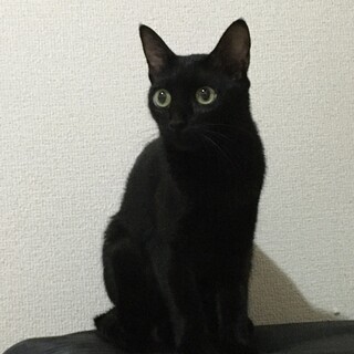 【譲渡決定】好奇心旺盛で優しい黒猫
