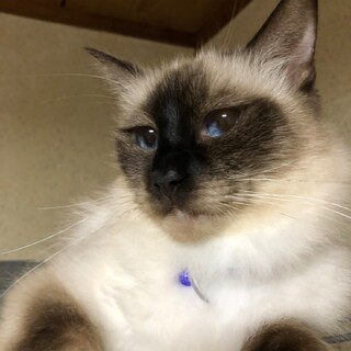 可愛い★咲夜ちゃん