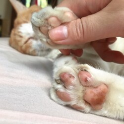 「茶色ちゃんのおてて」サムネイル2