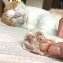 「茶色ちゃんのおてて」サムネイル3