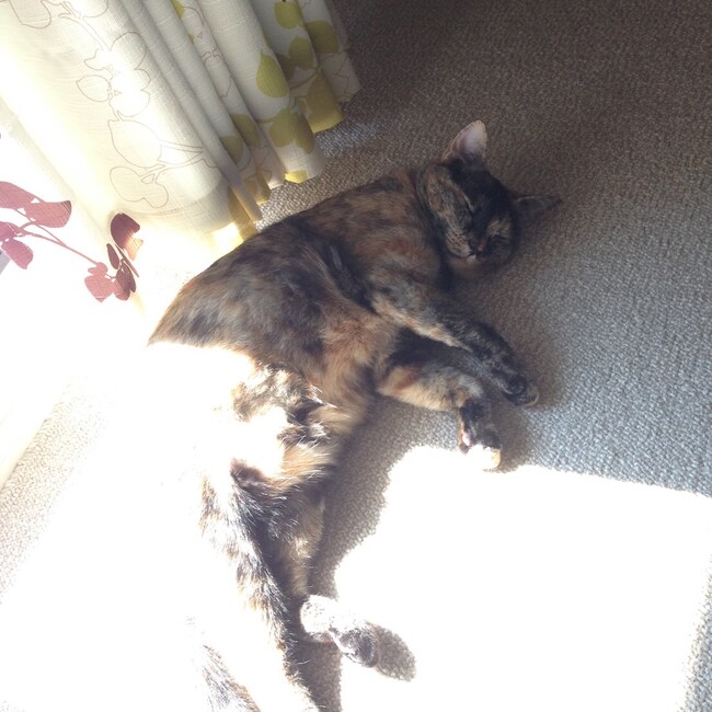 ミイクロのカバー写真