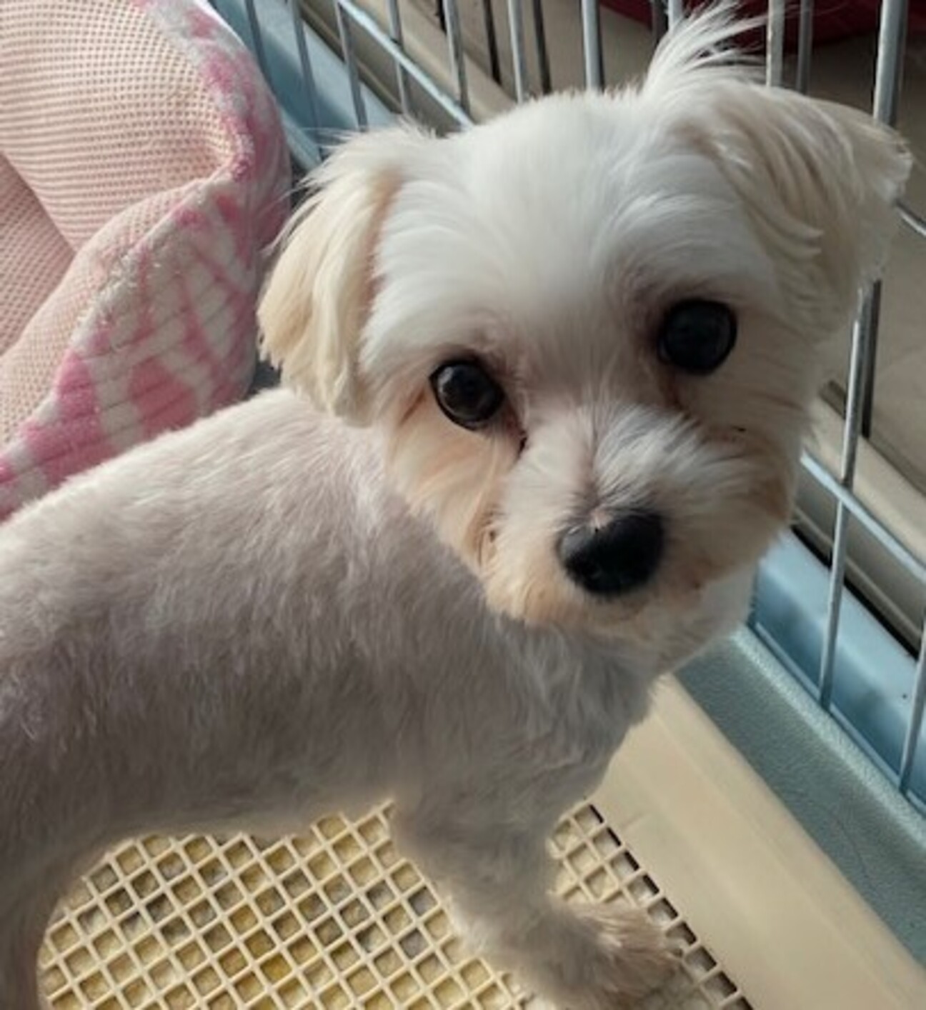 劣悪環境ブリーダー放棄に 千葉県 犬の里親募集 3933 ペットのおうち 月間利用者150万人