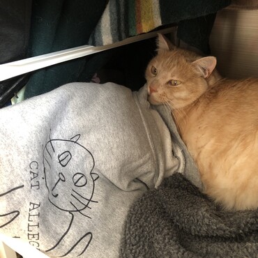 猫アレルギースエットと、猫(※猫アレルギーではございません)