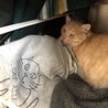 猫アレルギースエットと、猫(※猫アレルギーではございません)