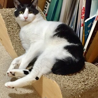 おちゃめで活発な女の子です