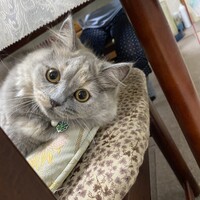 リリィ