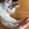 【姉弟2匹で譲渡】長毛気味おっとり甘えん坊子猫