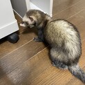 （再募集）活発だけど少し臆病なマーシャルの女の子