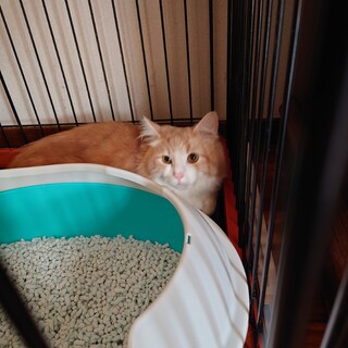 ネグレクトからの救出