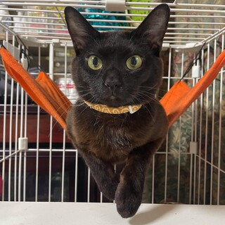 甘えん坊な黒猫　キリマル君です！