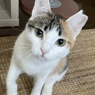 超美人のトラミケさん｡ツンデレさんです｡