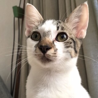 【コナ】おかげさまで里親様が決まりました。