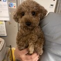 トイプードルです