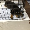 生後2〜3ヶ月の姉妹仔犬/柴犬顔/ダックスフンド顔 サムネイル4