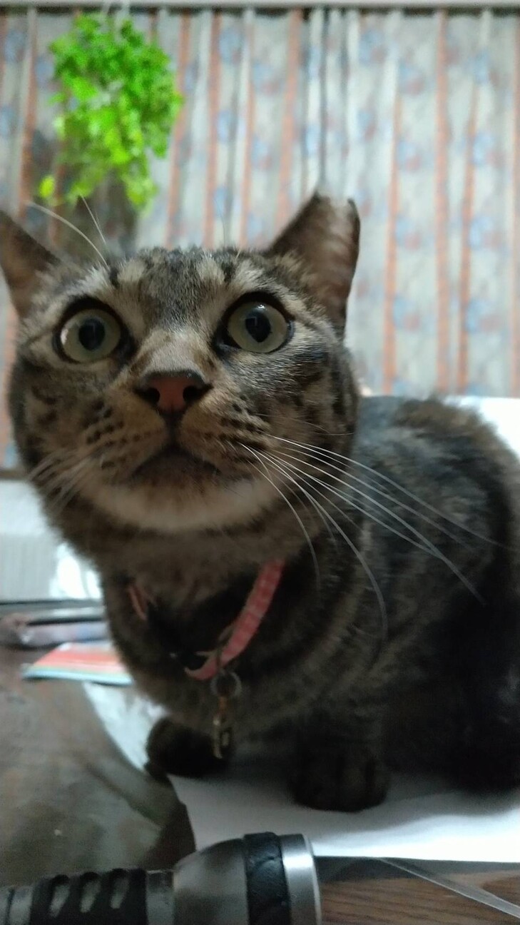 桃