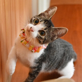 甘えん坊のキジ白子ねこです(^^♪