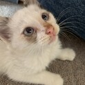 子猫生後1〜2ヶ月です