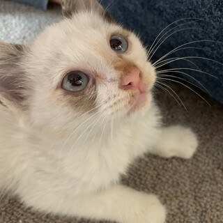 子猫生後1〜2ヶ月です