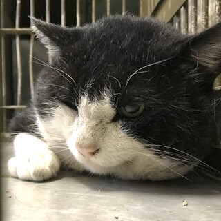 お相撲さん並みの安定感ハチワレ