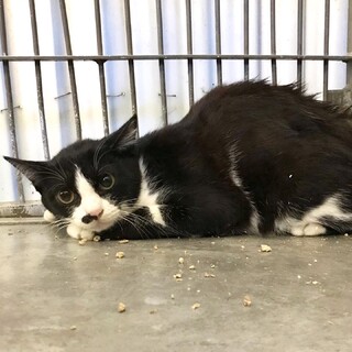 追記あり／３匹の子猫たちに温かいおうちを