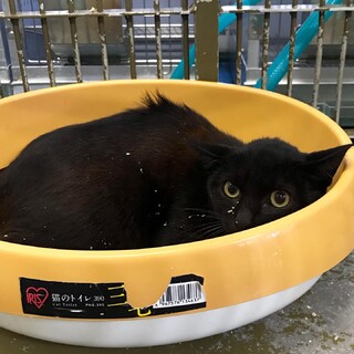 追記あり／３匹の子猫たちに温かいおうちを