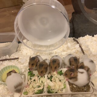 ゴールデンハムスター赤ちゃんの里親募集