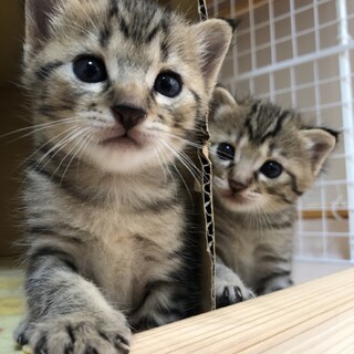 正式譲渡❣️臨月ママぺビーレスキュー♥️ほぐし