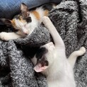 純和風な雰囲気ただよう美猫ペア