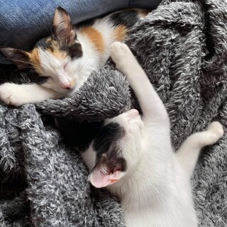 純和風な雰囲気ただよう美猫ペア