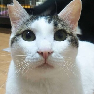 2才MIX大きめ、お膝の上大好き男の子★しらす君