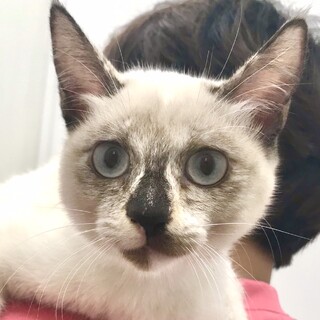 【アロハ】おかげさまで里親様が決まりました。