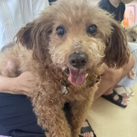 シュラ