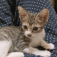 ひびき