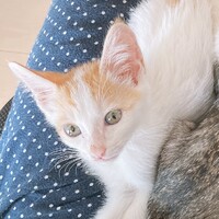 きびな