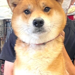 21-M647　とても利口で大人しい。