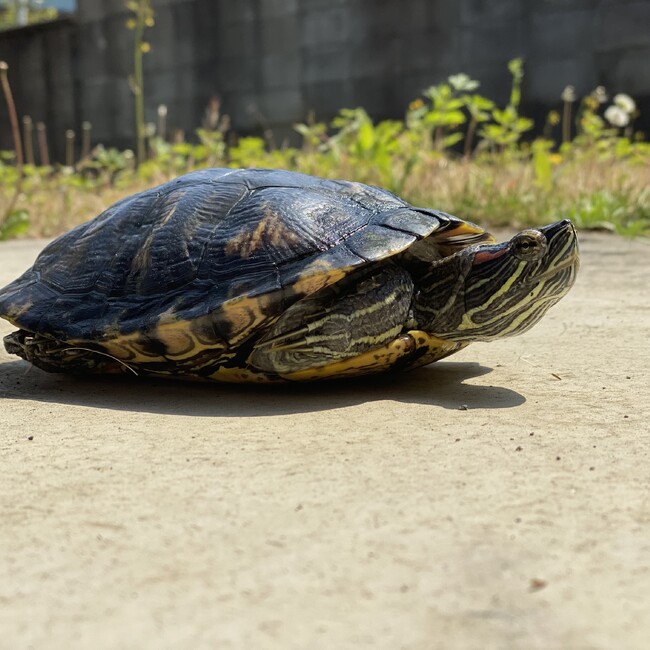 なかぢのカバー写真