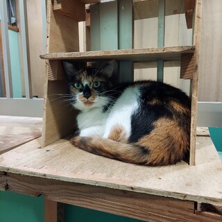 保健所収容：仮名・みけ♀（不妊済）