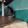 保健所収容：仮名・タビ♂(去勢済) サムネイル4
