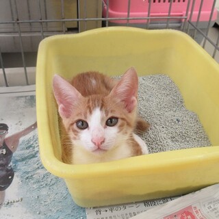 里親決定！保健所収容：仮名・ビビ♂