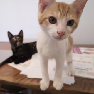  元気いっぱい甘えん坊さんの【ケンポー】